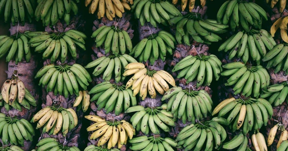 17 Banana Facts That'll BLOW YOUR MIND