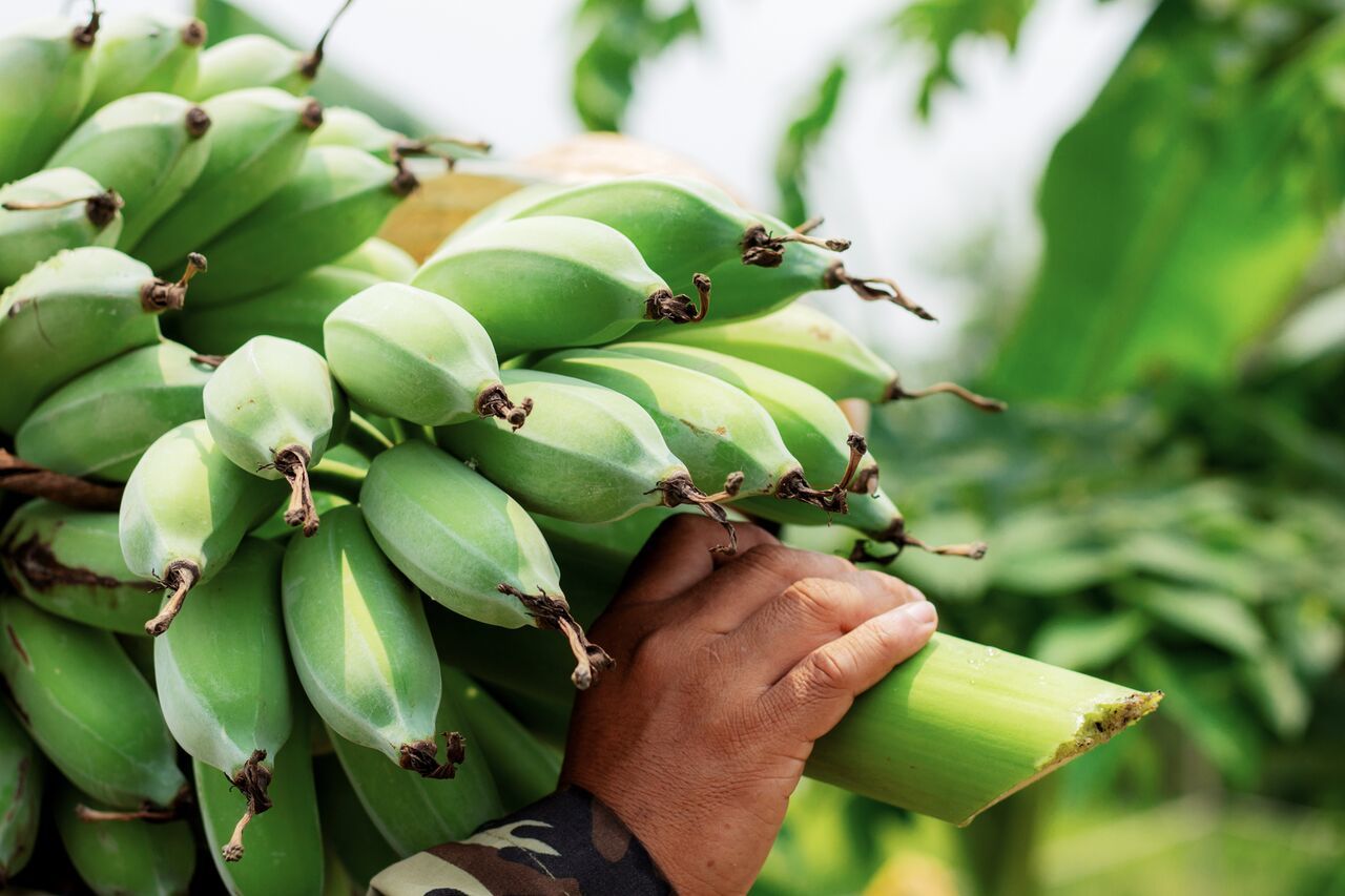 Will You Gain Or Lose Weight Eating Bananas? CALORIES DO COUNT